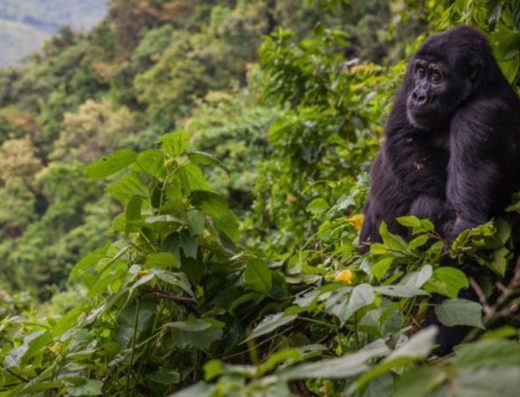4 Days Gorillas Trekking Uganda – Flying 2026