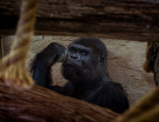 9 Days Rwanda Primate & Wildlife Safari Experience 2026