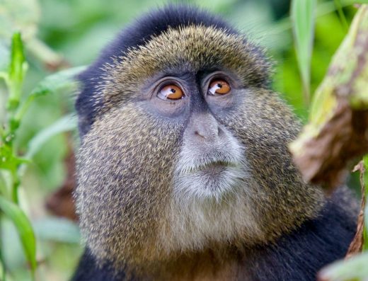 7 Days Rwanda Primate Safari 2026