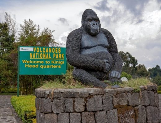 3 Days Mountain Gorilla Trekking Safari in Rwanda