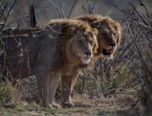 17 Days The Best of Uganda Wildlife and Primate Safari 2026
