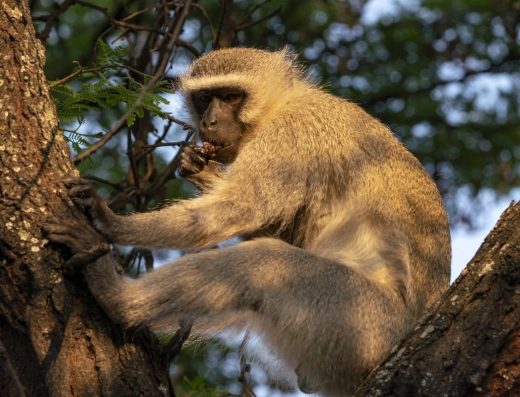 17 Days The Best of Uganda Wildlife and Primate Safari 2026