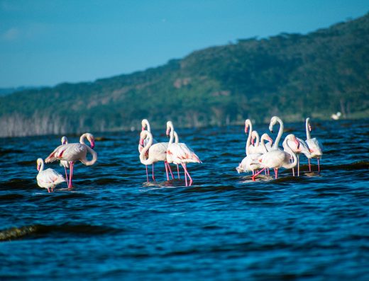 12 days/ 11 Nights Kenya City, Safari & Beach Holiday