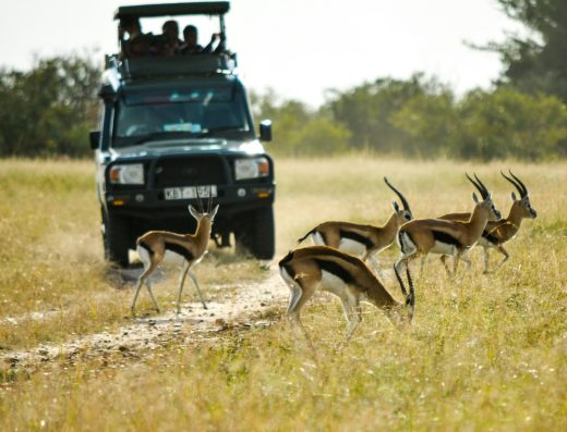 12 Day / 11 Nights Maasai Mara, Naivasha, Nakuru and Diani Holiday