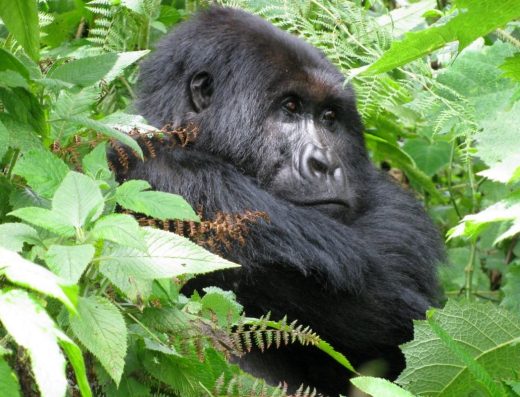 17 Days The Best of Uganda Wildlife and Primate Safari 2026