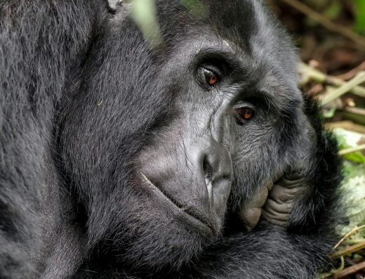 Nights Rwanda & Uganda Gorilla Trekking