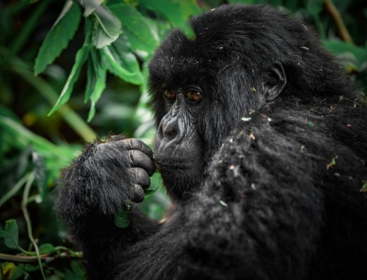 10 Days Rwanda Adventure Safari Experience