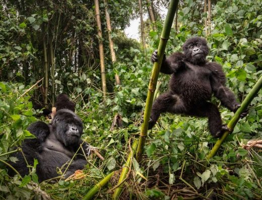 9 Days Rwanda Primate & Wildlife Safari Experience 2026