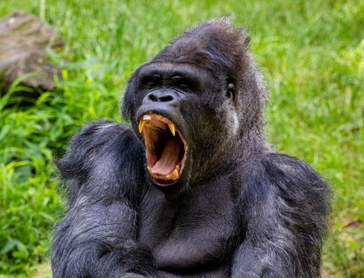 6 Days Uganda’s Primate Safari 2026