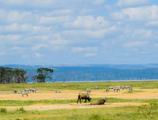 12 Day / 11 Nights Maasai Mara, Naivasha, Nakuru and Diani Holiday