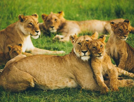 Maasai Mara 3 days/ 2nights Non-Residents (USD) – Group Joining Safari