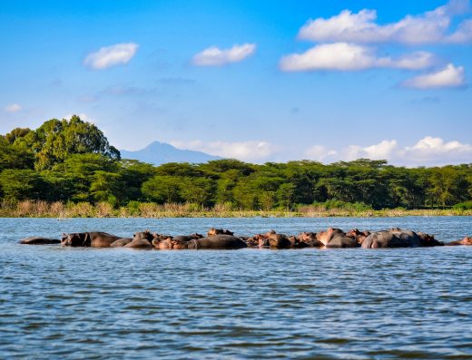 5-Day Kenya Wildebeest Migration Safari – Maasai Mara, Lake Nakuru & Lake Naivasha