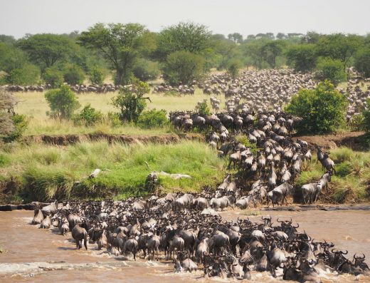 Maasai Mara 3 days/ 2nights Non-Residents (USD) – Group Joining Safari