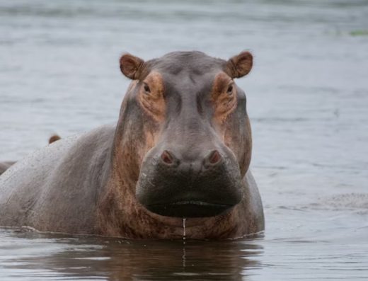 4-Day Tanzania Wildlife Expedition: Tarangire & Ngorongoro Crater