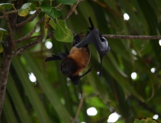 5 Days / 4 Nights Pemba Island Primate & Marine Safari