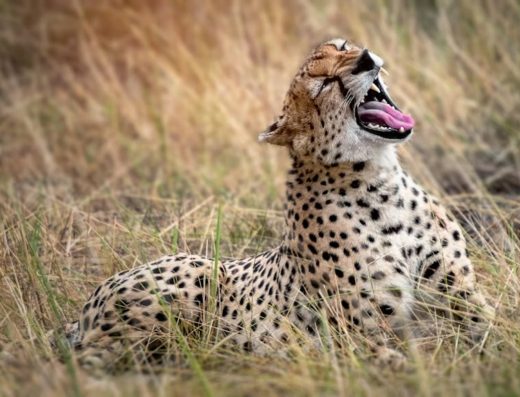 8 Days Tanzania Safari