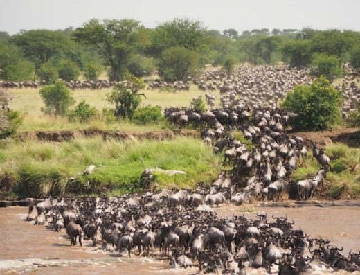 6 Days / 5 Nights Tanzania Wildlife & Culture Safari (From Zanzibar)