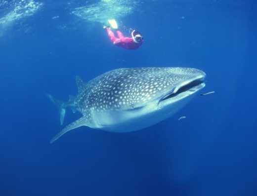 Mafia Whale Shark Adventure (Day Trip from Zanzibar)