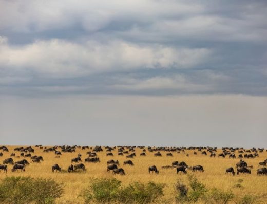 6 Days / 5 Nights Tanzania Wildlife & Culture Safari (From Zanzibar)