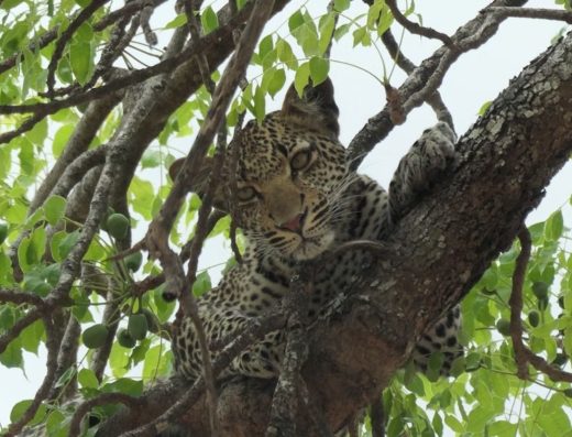 2-Day Mikumi National Park Trip