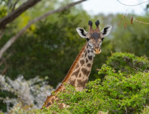 Nyerere National Park (Selous) Day Safari