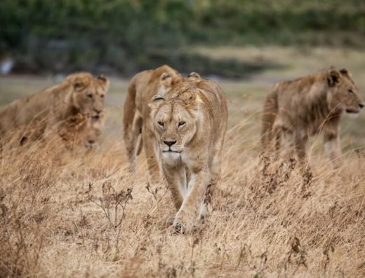 Nyerere National Park (Selous) Day Safari