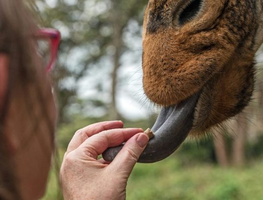 7-Day Kenya Sensory Safari: Accessible Travel for the Visually Impaired