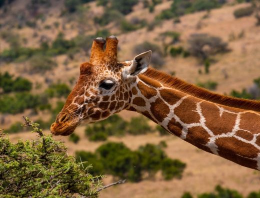 3 Days Samburu Accessible Safari Experience in Northern Kenya with Accessible Travel Kenya