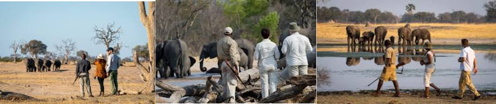 Mana Pools, Hwange and Victoria Falls: 9-Day Accessible Safari