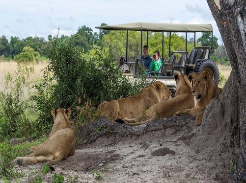 Victoria Falls, Hwange and Chobe: 7-Day Accessible Safari